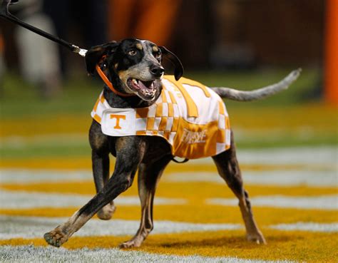 what is tennessee volunteers mascot